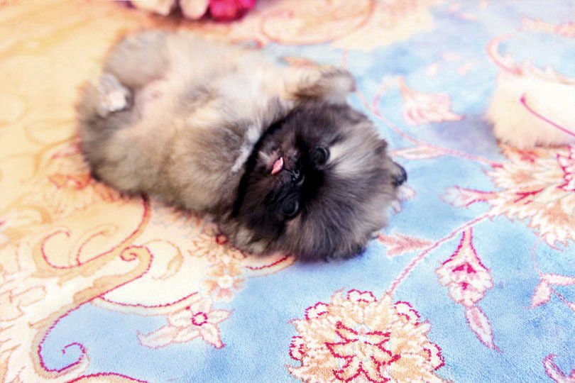 pekingese for sale near me